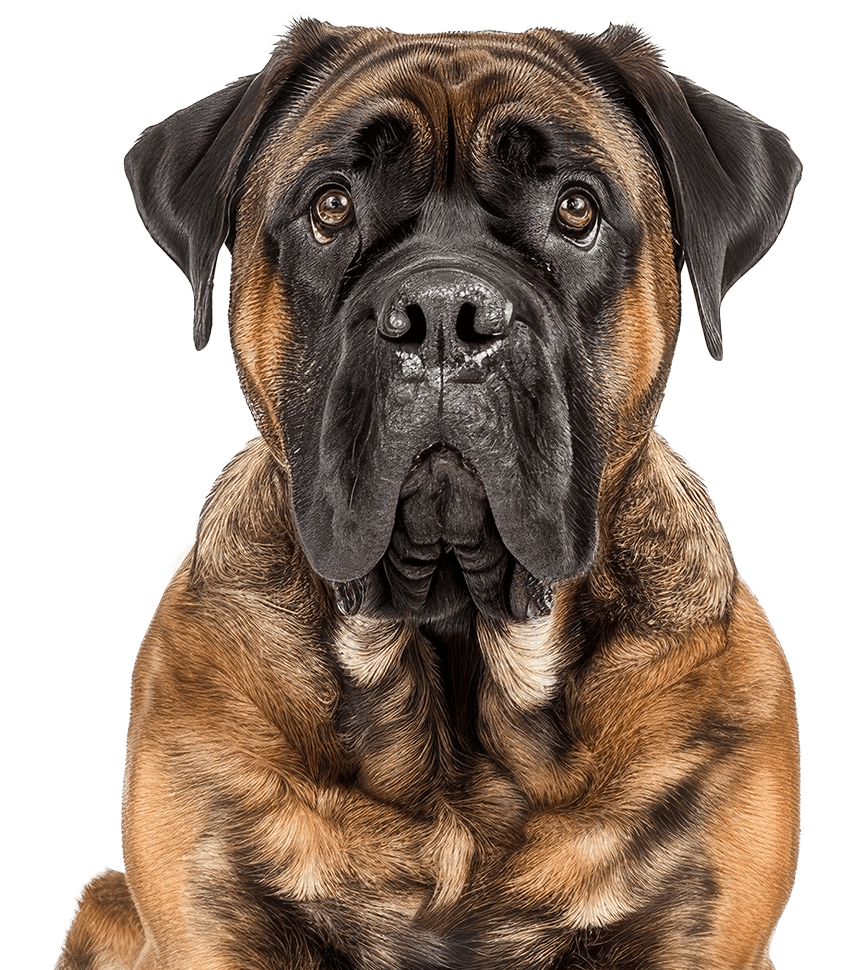 mastiff dog