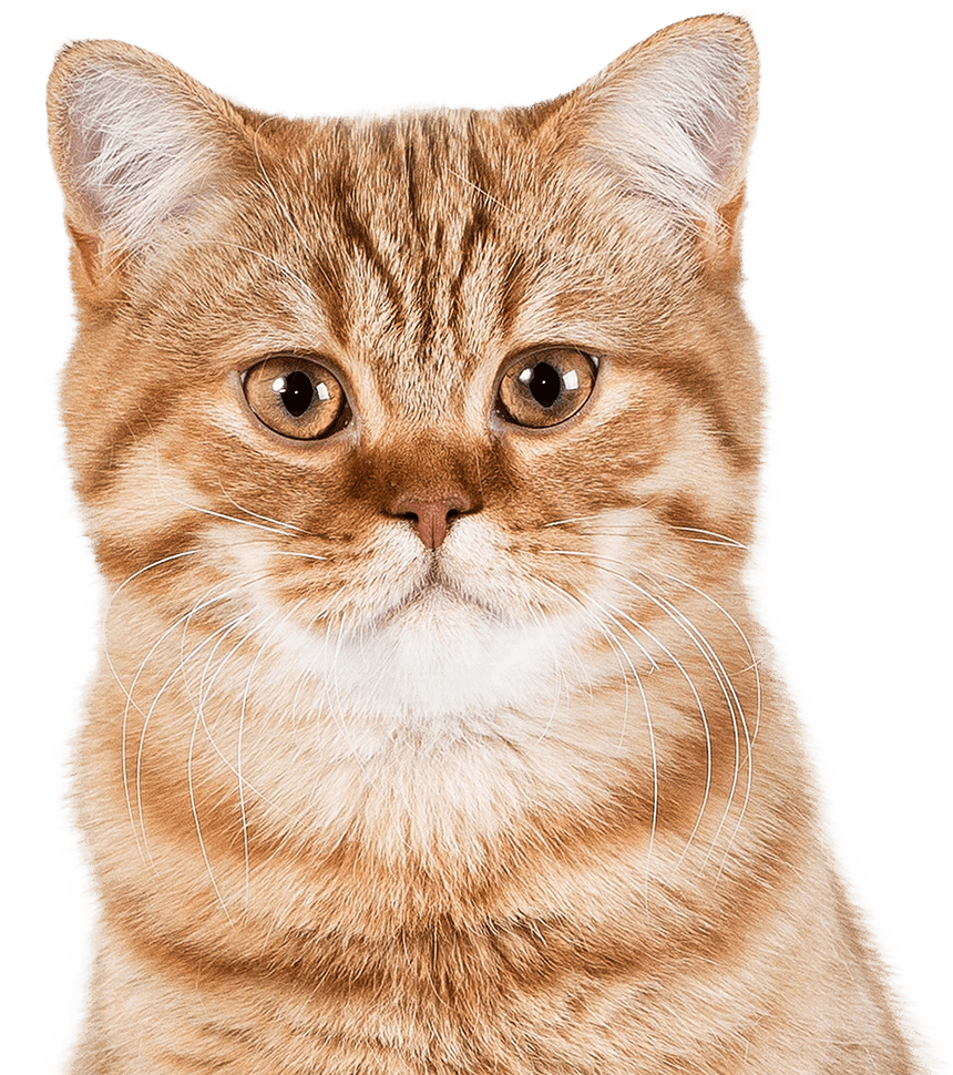 red british cat