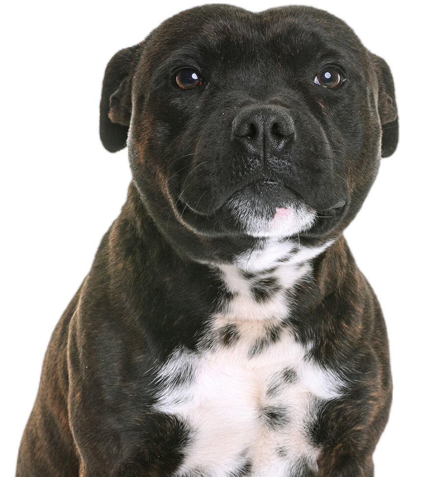 staffordshire bull terrier