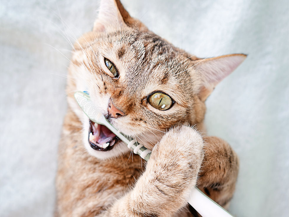 tabby cat brushes teeth with toothbrush