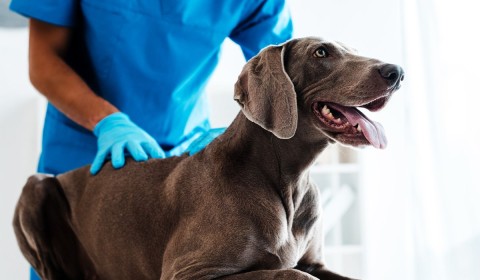 Welcome to Shepherds Vineyard Animal Hospital