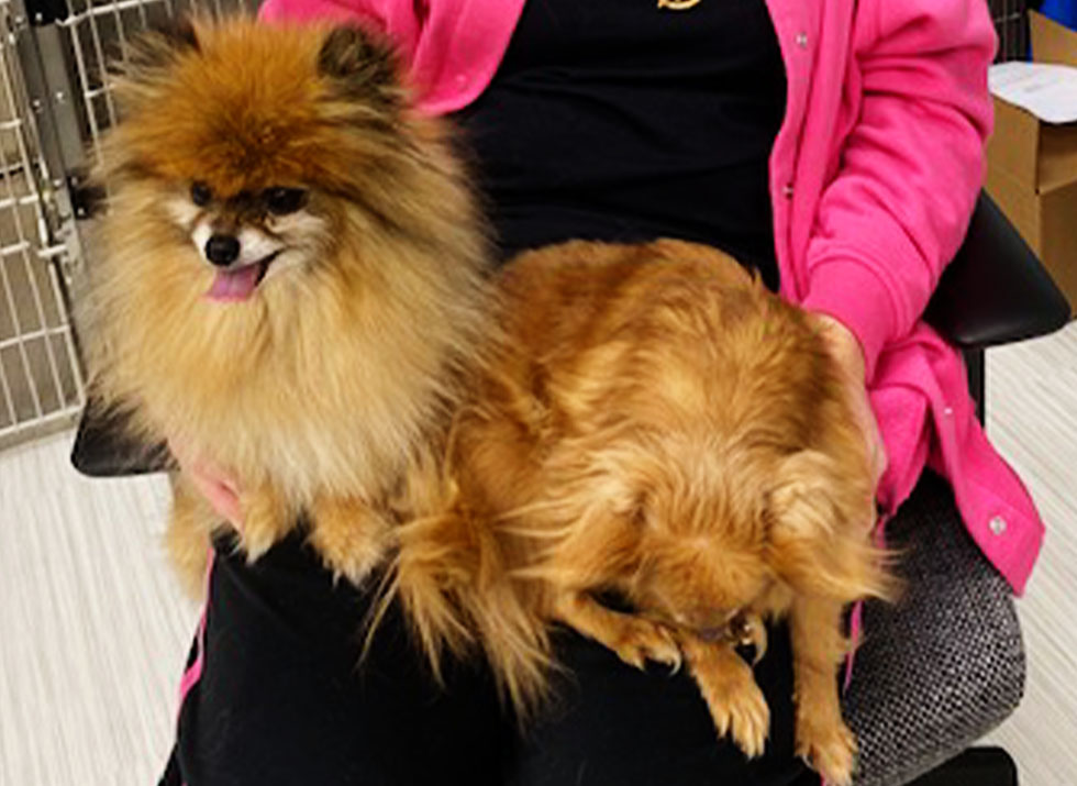 pomeranian dogs in the arms of a veterinary staff
