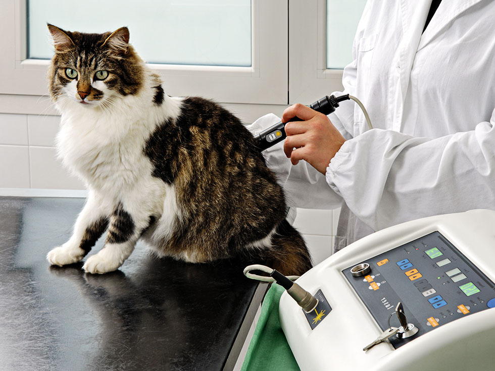 cat receives laser therapy