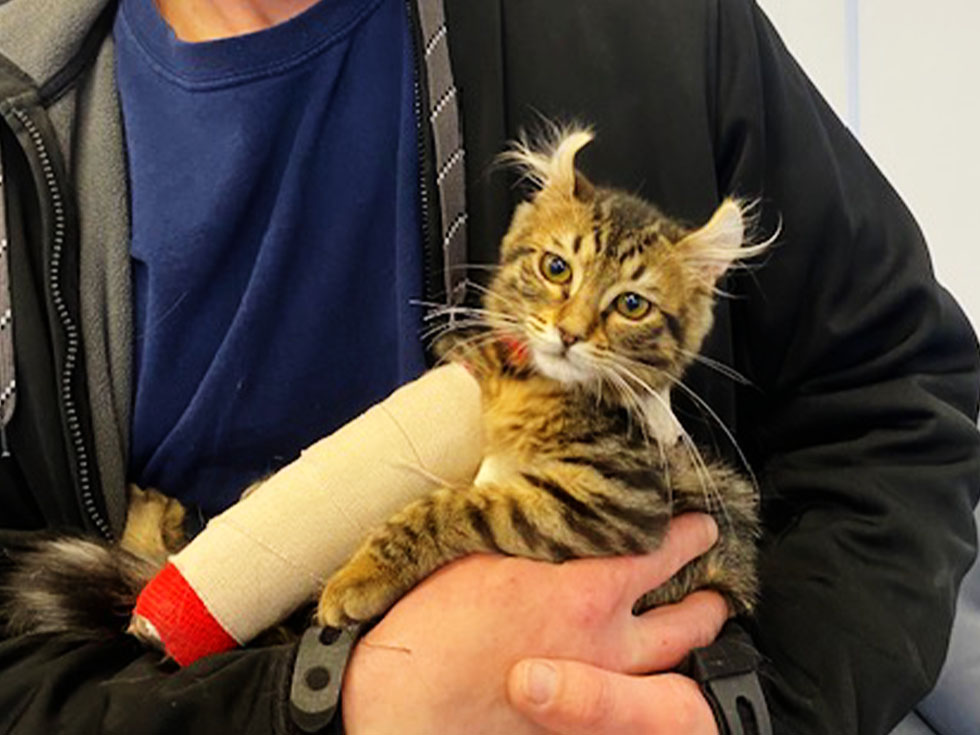 cat with plastered paw