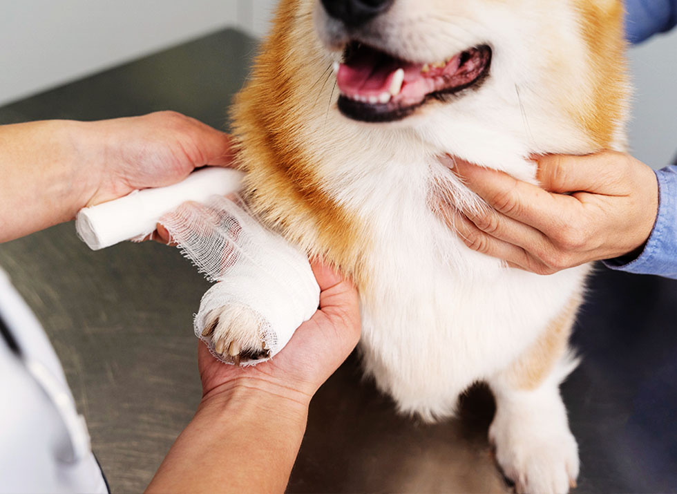 veterinarians applying bandaging to dog
