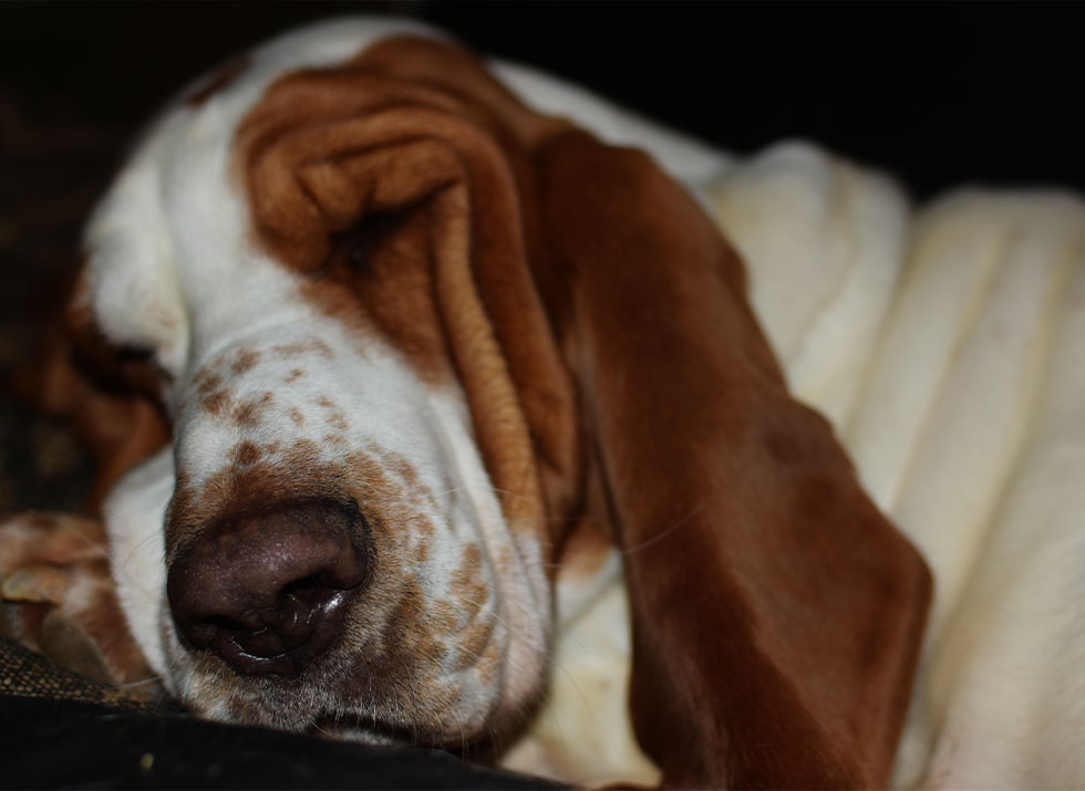 close up dog sleeping peacefully