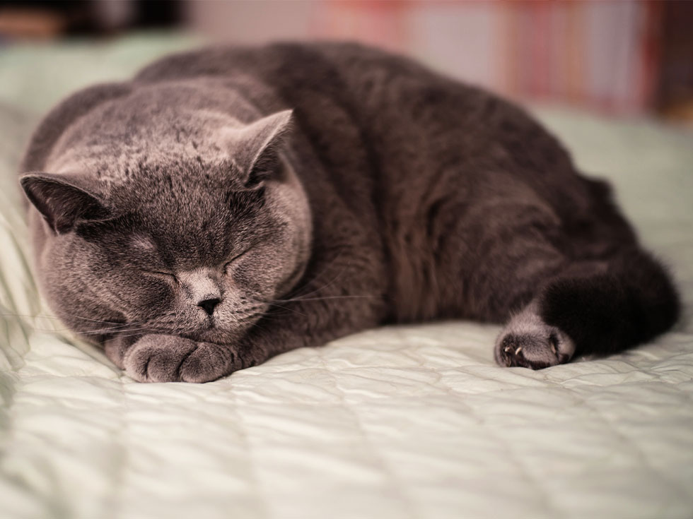 gray cat sleeping