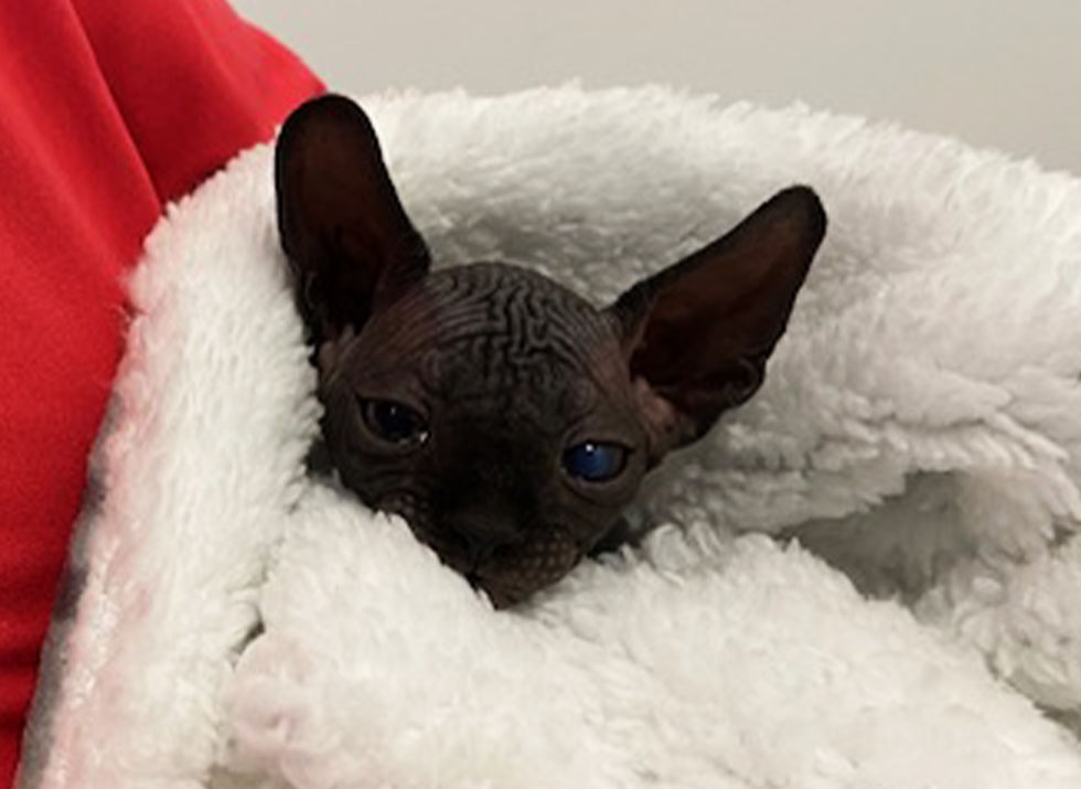 cat with sad look wrapped in a blanket
