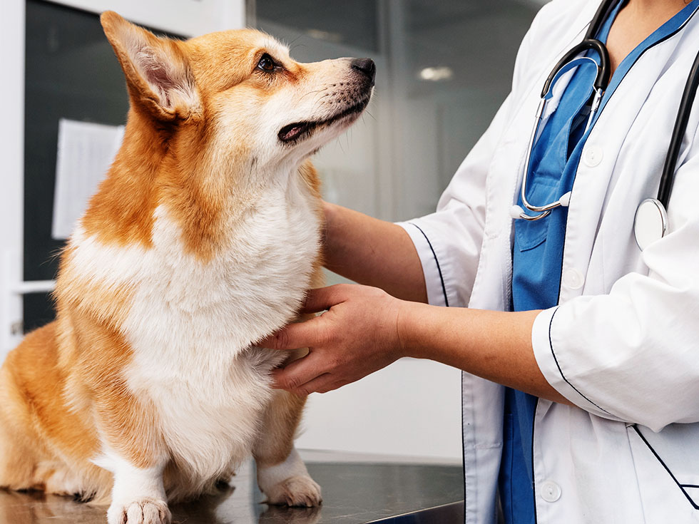 fluffy brown dog at veterinary