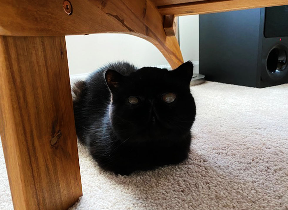 black cat under a wooden chair lying on the carpet