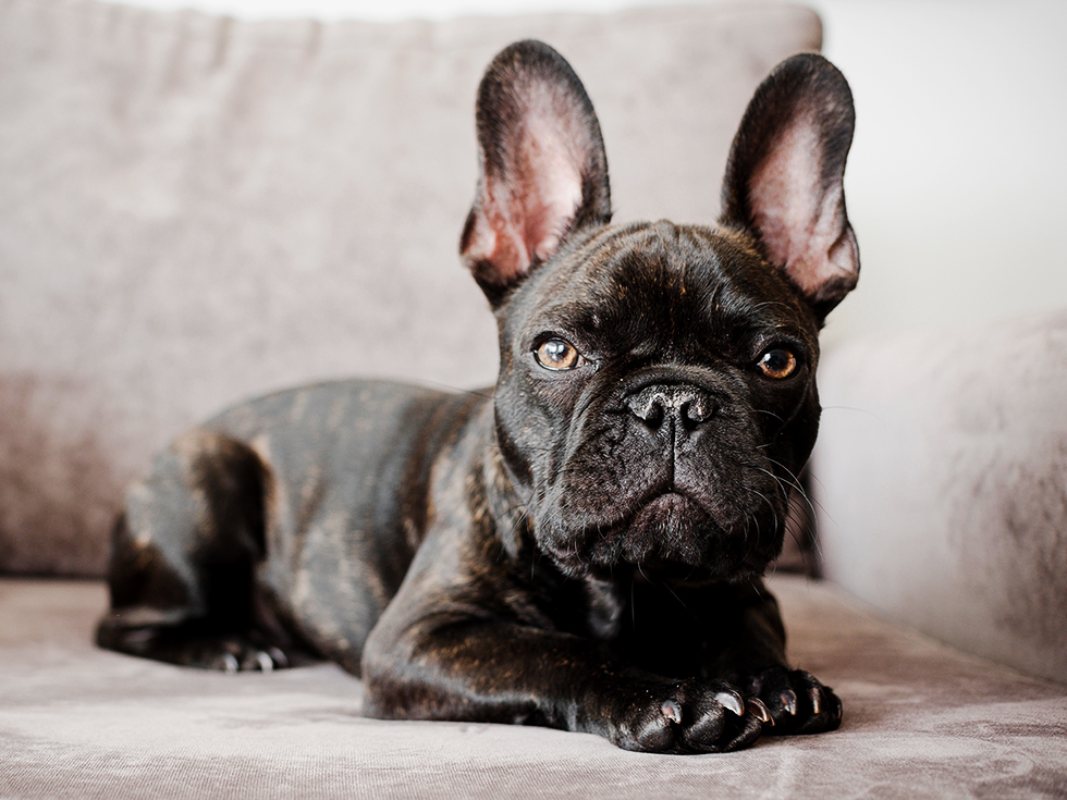 dog on bed after spaying