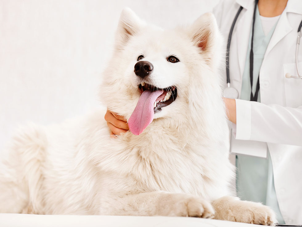 dog being prepared for surgery