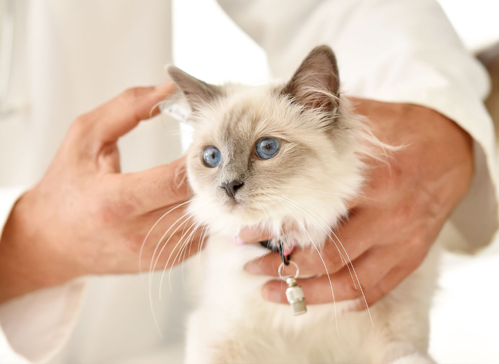 cat being vaccinated