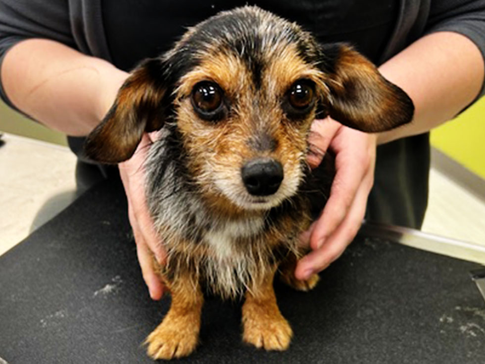 dog with compassionate expression held by a womans hands